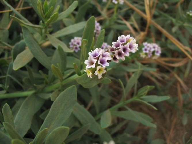 Detailed Picture 5 of Wild Heliotrope