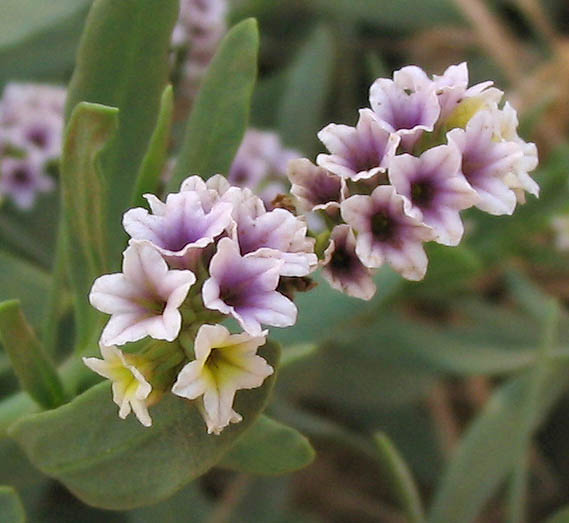 Detailed Picture 3 of Wild Heliotrope