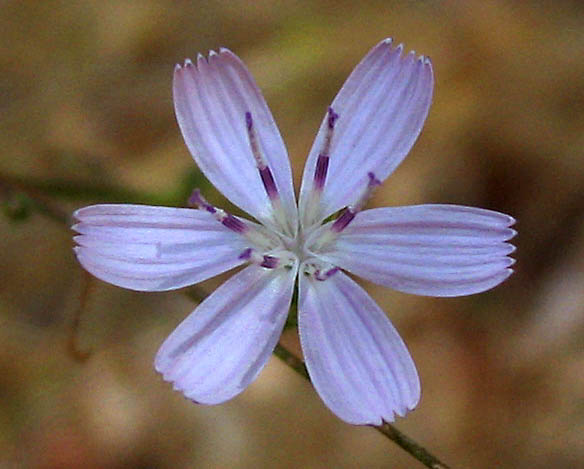 Detailed Picture 5 of San Diego Milk-aster