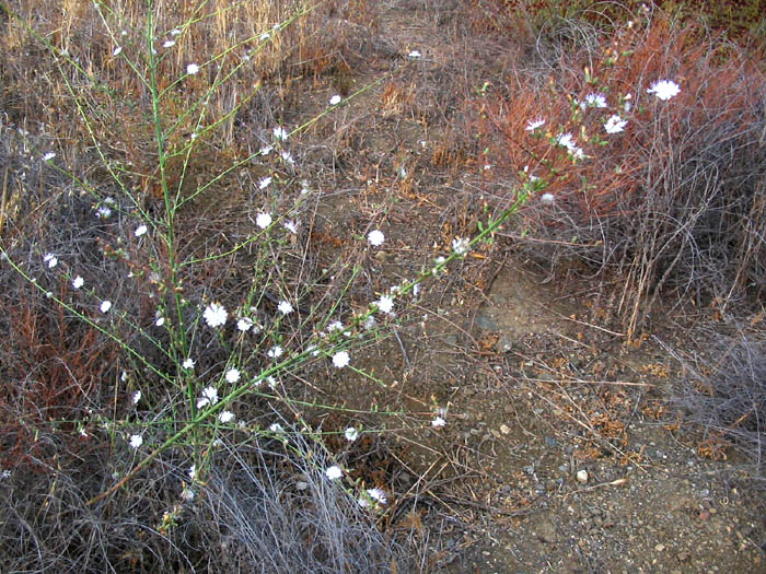 Detailed Picture 7 of San Diego Milk-aster