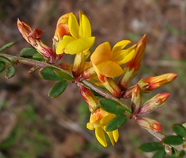 Detailed Picture 2 of Deerweed