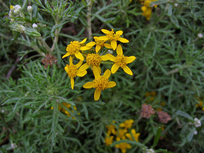 Detailed Picture 4 of Golden Yarrow