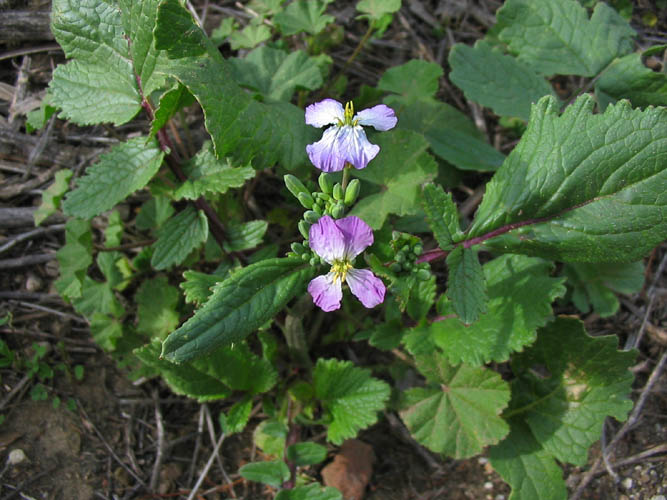 Detailed Picture 4 of Wild Radish