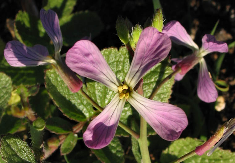 Detailed Picture 2 of Wild Radish