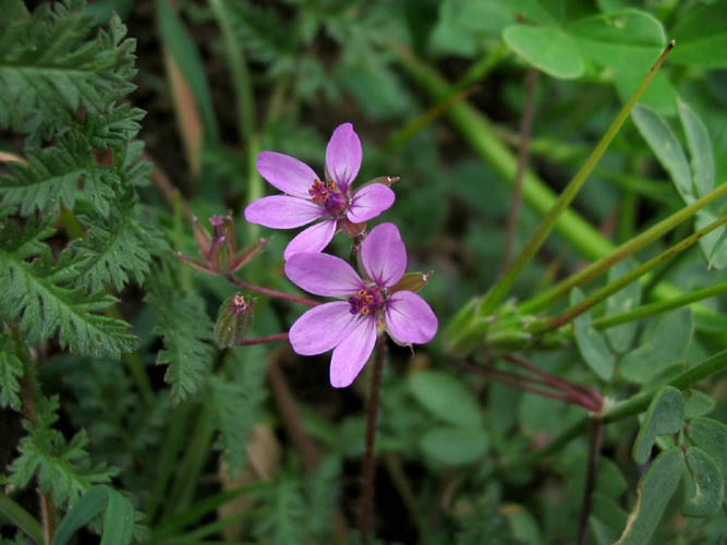 Detailed Picture 3 of Red-stem Filaree