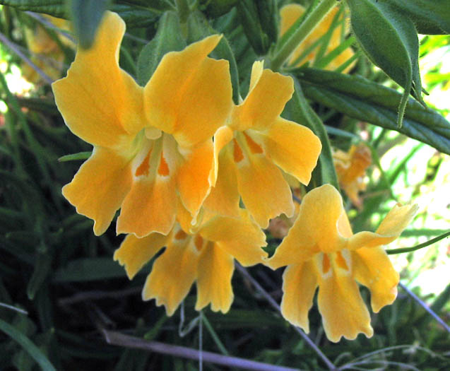 Detailed Picture 1 of Bush Monkey Flower