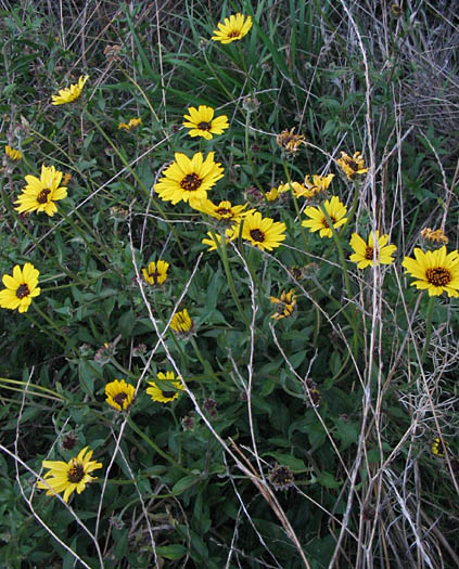 Detailed Picture 4 of Bush Sunflower