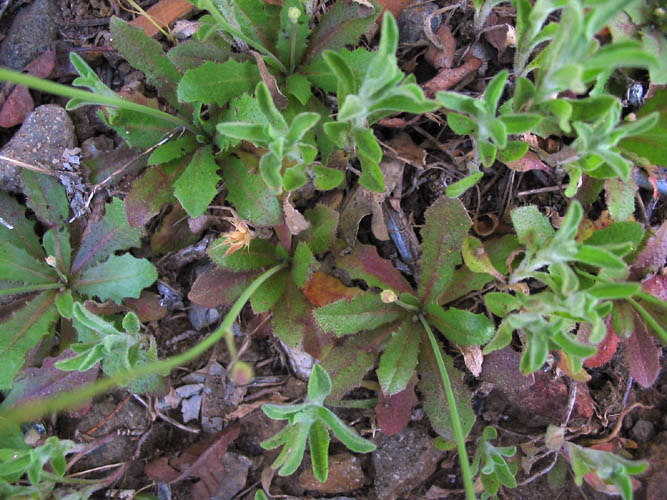 Detailed Picture 3 of Annual Cat's Ear