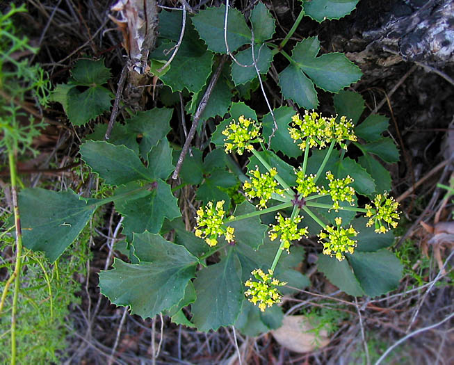 Detailed Picture 3 of Shiny Lomatium