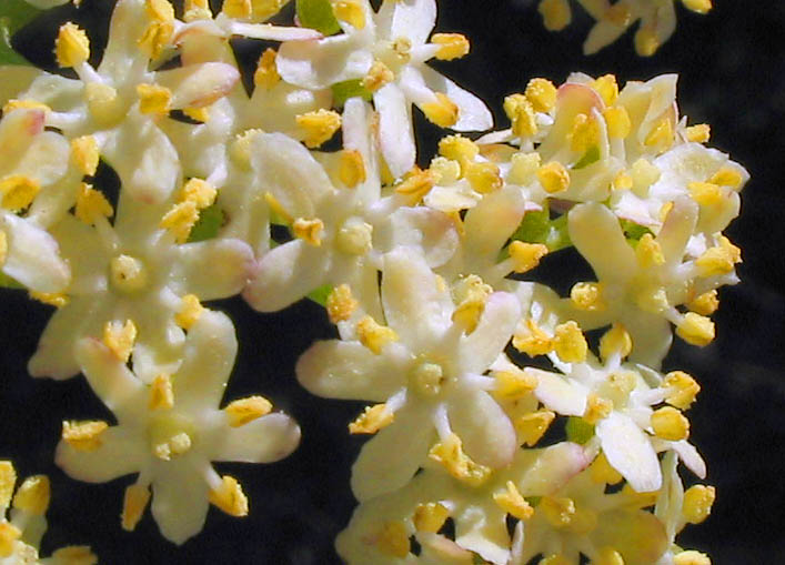 Detailed Picture 2 of Blue Elderberry