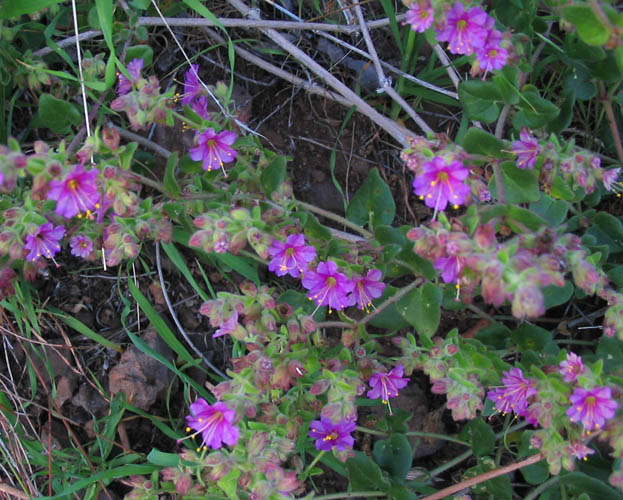 Detailed Picture 4 of Wishbone Bush