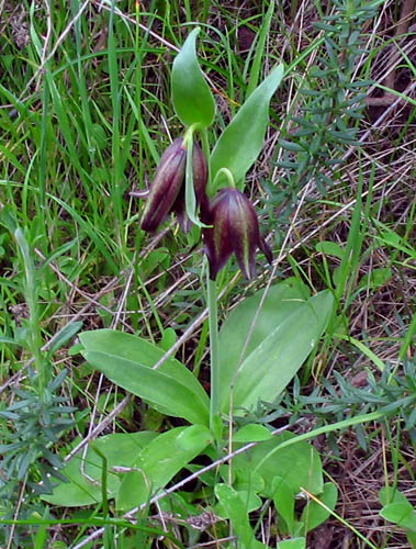 Detailed Picture 5 of Chocolate Lily