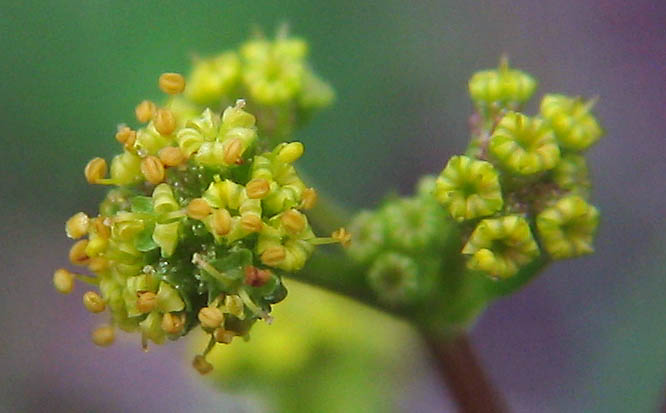 Detailed Picture 2 of Pacific Sanicle