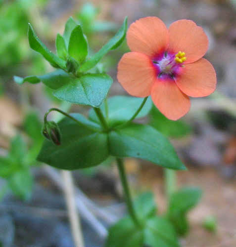 Detailed Picture 1 of Scarlet Pimpernel