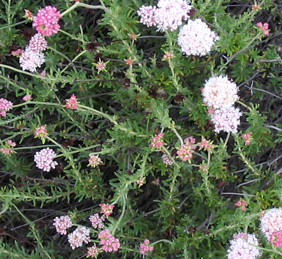 Detailed Picture 5 of California Buckwheat