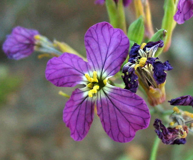 Detailed Picture 1 of Wild Radish