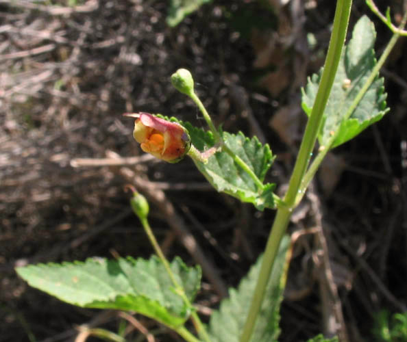 Detailed Picture 3 of California Figwort