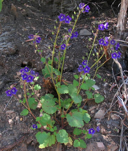 Detailed Picture 4 of Parry's Phacelia