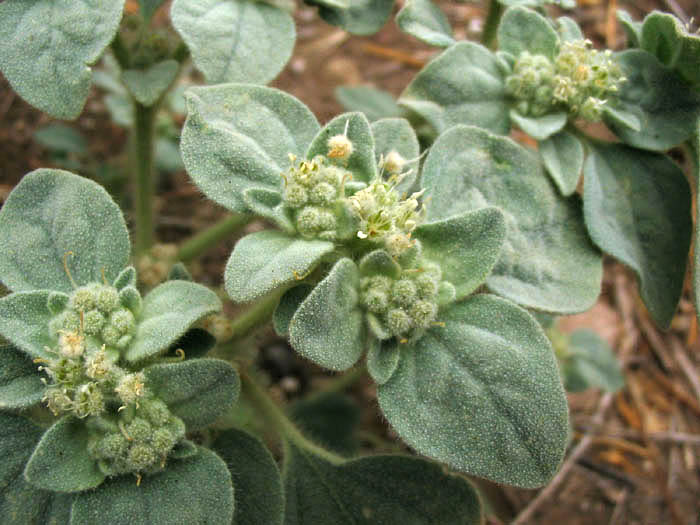 Detailed Picture 3 of Turkey Mullein