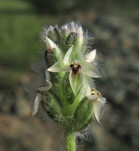 Detailed Picture 1 of California Plantain