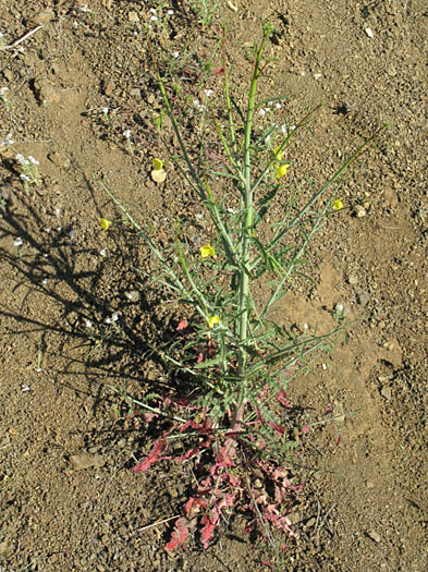 Detailed Picture 4 of Mustard Evening Primrose