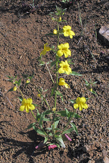 Detailed Picture 4 of Yellow Monkey Flower