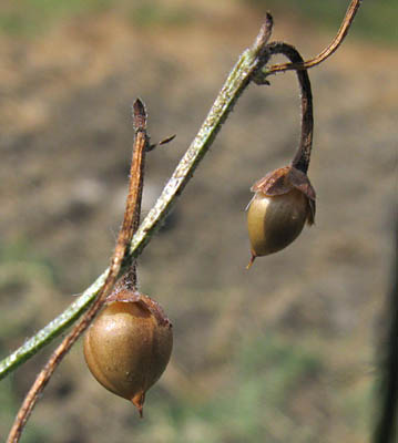 Detailed Picture 8 of Bindweed