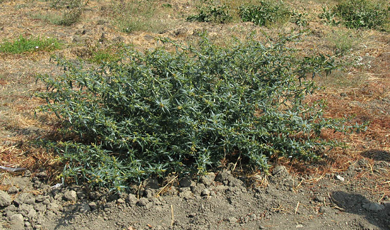 Detailed Picture 5 of Spiny Cocklebur