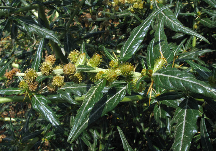 Detailed Picture 4 of Spiny Cocklebur