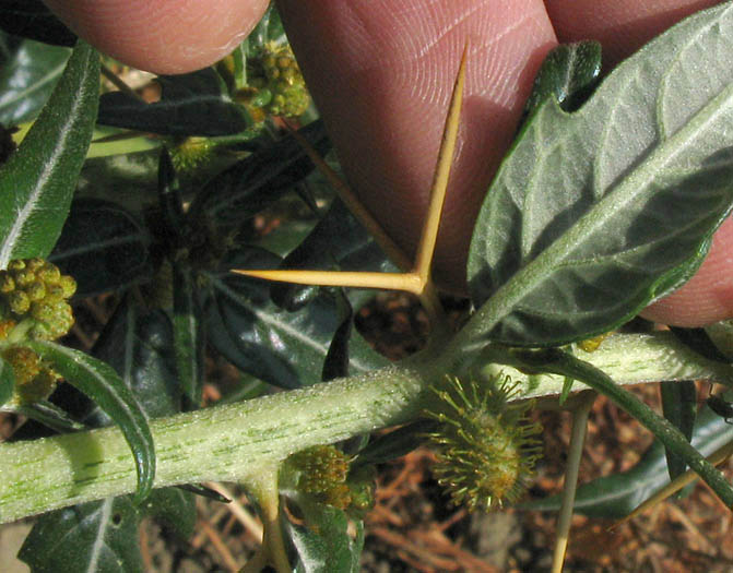 Detailed Picture 3 of Spiny Cocklebur