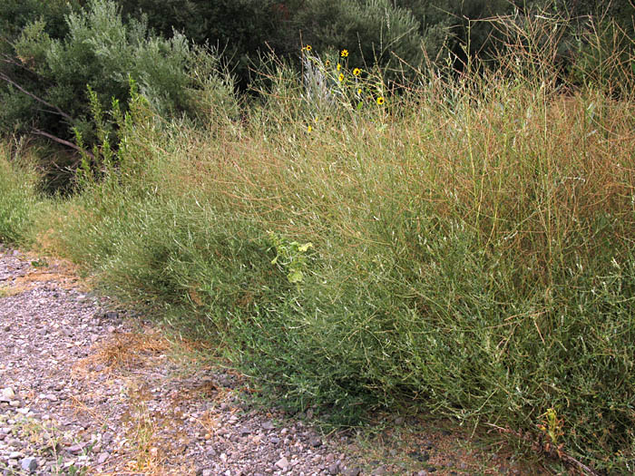 Detailed Picture 5 of White Sweet Clover