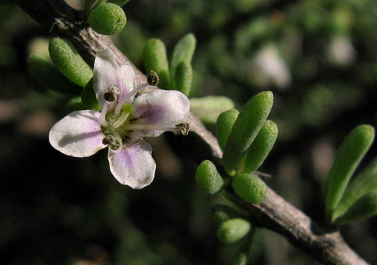 Detailed Picture 2 of California Desert Thorn