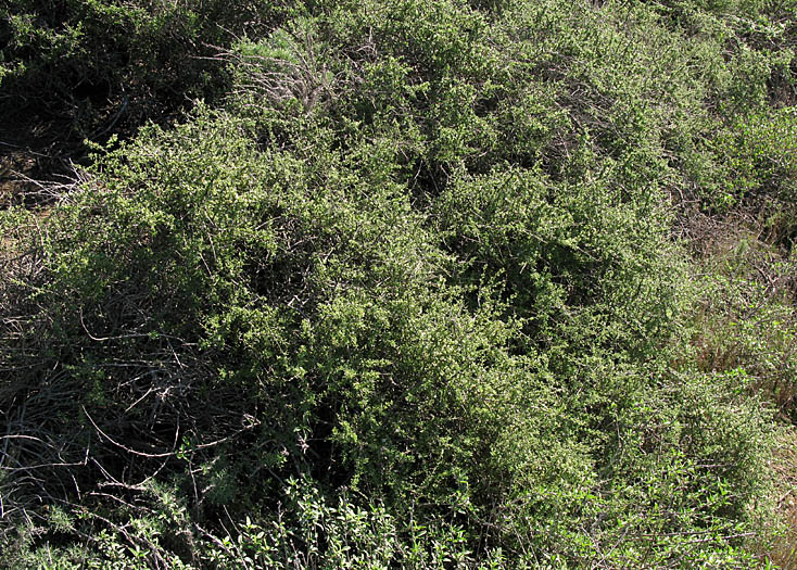 Detailed Picture 7 of California Desert Thorn