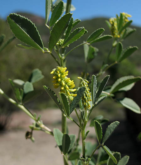 Detailed Picture 3 of Yellow Sweet Clover