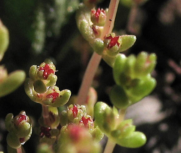 Detailed Picture 1 of Pigmy Weed