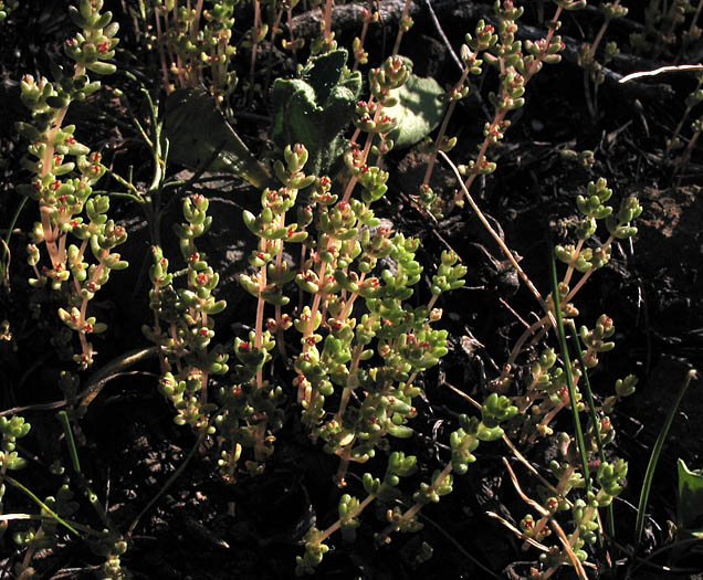 Detailed Picture 4 of Pigmy Weed