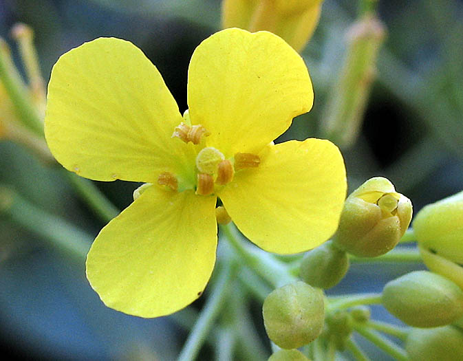 Detailed Picture 1 of Field Mustard