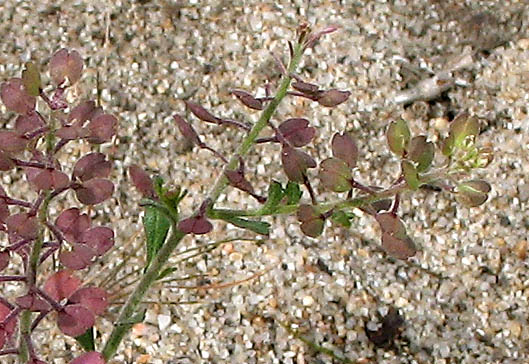 Detailed Picture 4 of Hairy Podded Peppergrass