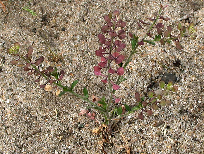 Detailed Picture 5 of Hairy Podded Peppergrass