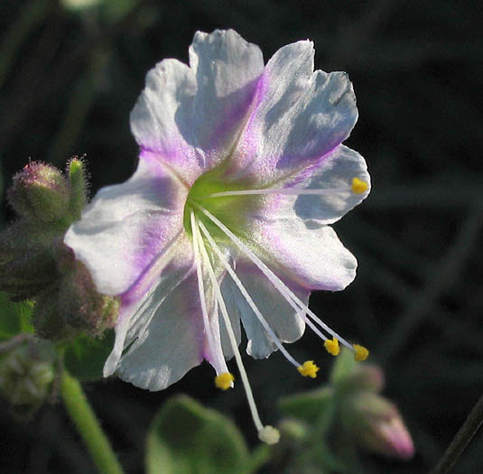 Detailed Picture 2 of Wishbone Bush