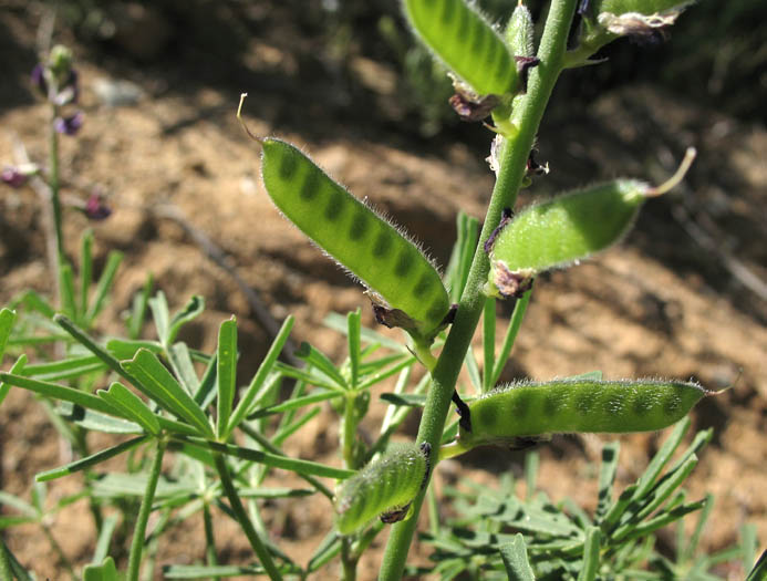 Detailed Picture 5 of Collar Lupine