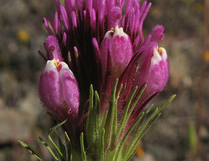 Detailed Picture 1 of Purple Owl's Clover