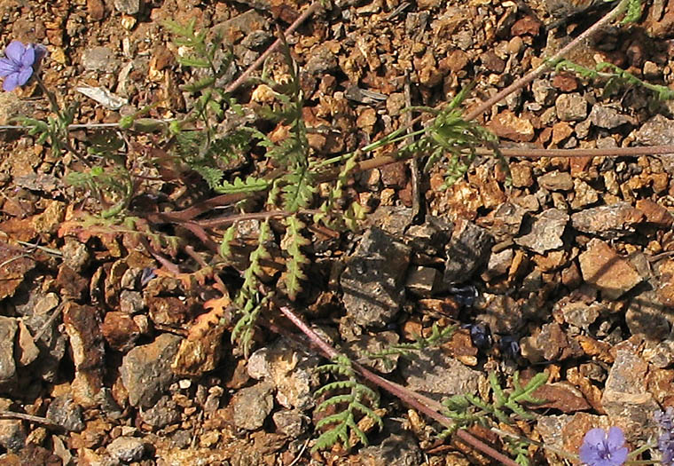 Detailed Picture 6 of Fern-leaf Phacelia