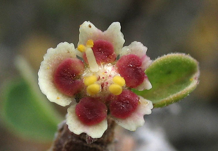 Detailed Picture 3 of Cliff Spurge