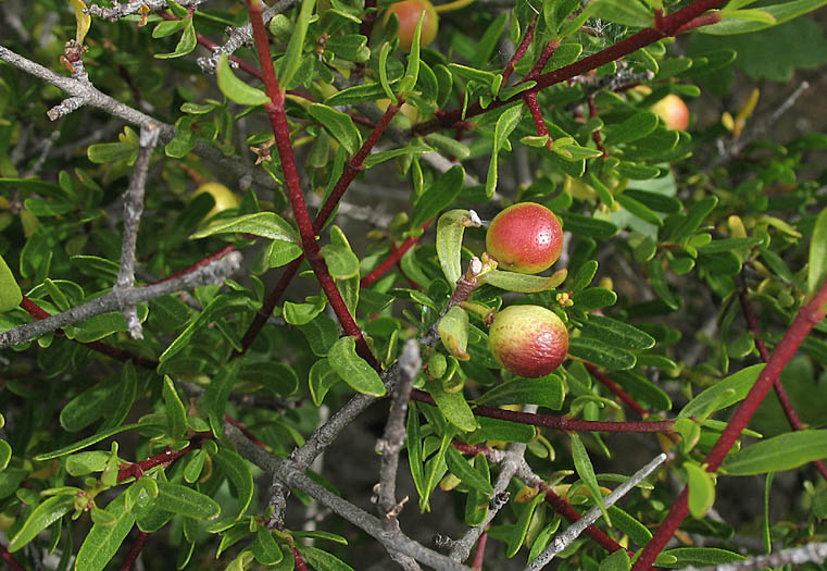 Detailed Picture 5 of Bush Rue