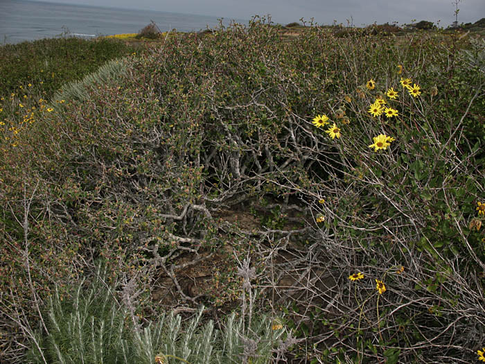 Detailed Picture 6 of Cliff Spurge