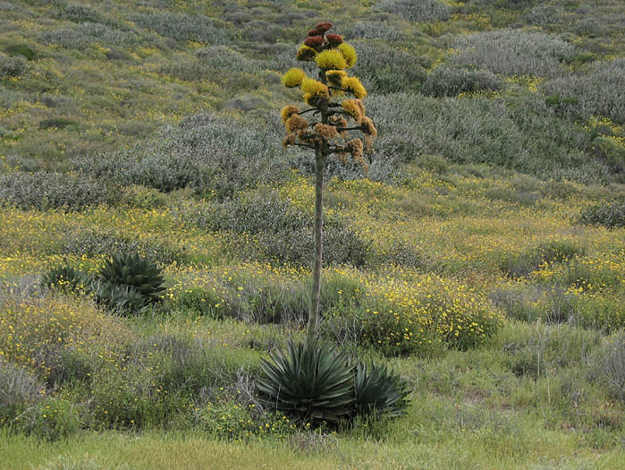 Detailed Picture 4 of Shaw's Agave