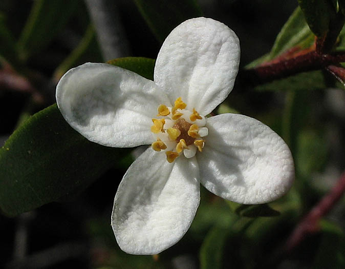 Detailed Picture 1 of Bush Rue