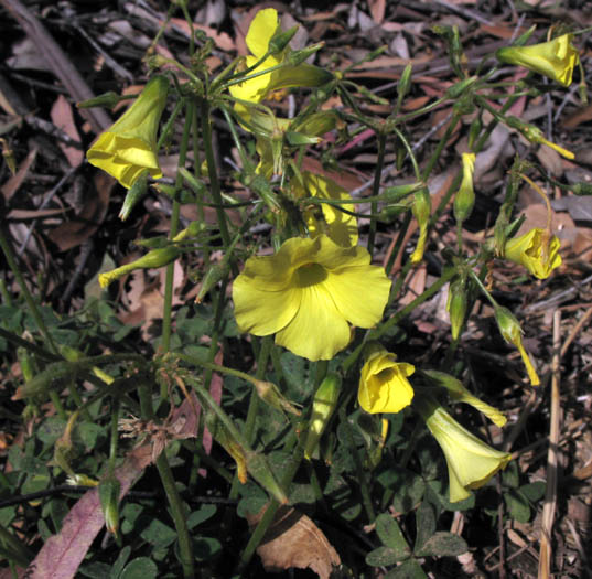 Detailed Picture 4 of Bermuda Buttercup