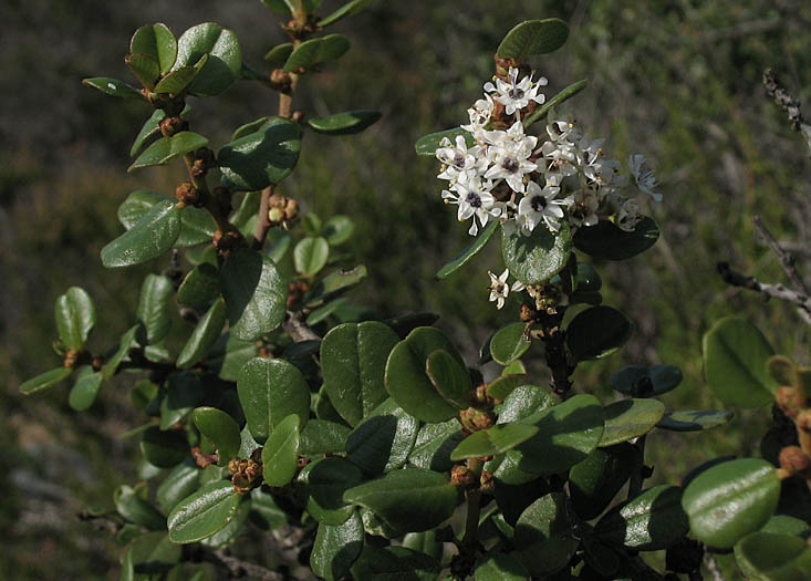 Detailed Picture 3 of Wart-Stemmed Ceanothus